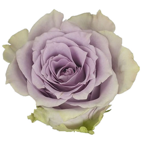 Picture of Rose Iconic