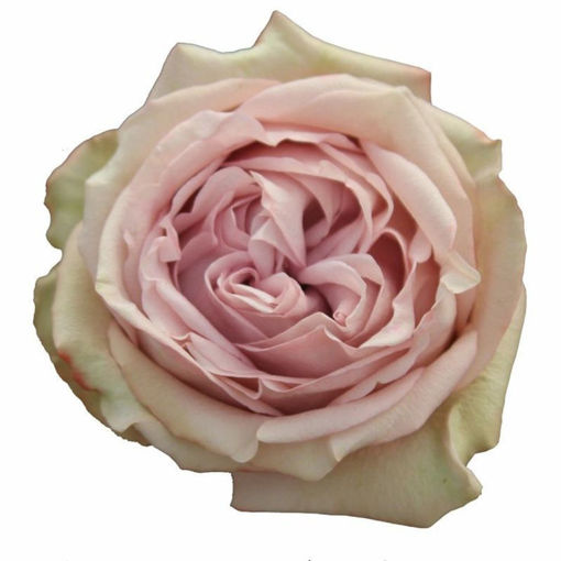 Picture of Rose Lilac Wonder