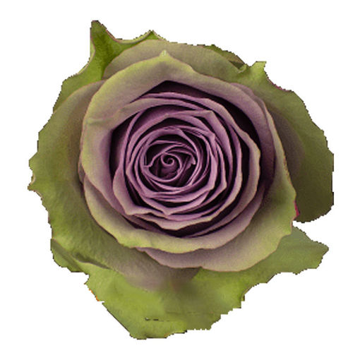 Picture of Rose Samatha Bridal
