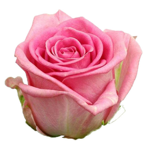 Picture of Rose Revival