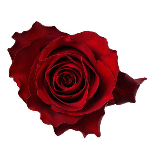 Picture of Rose Rhodos