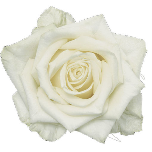Picture of Rose White Naomi