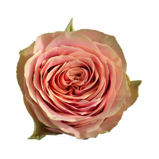 Picture of Rose Gdn Wild Look