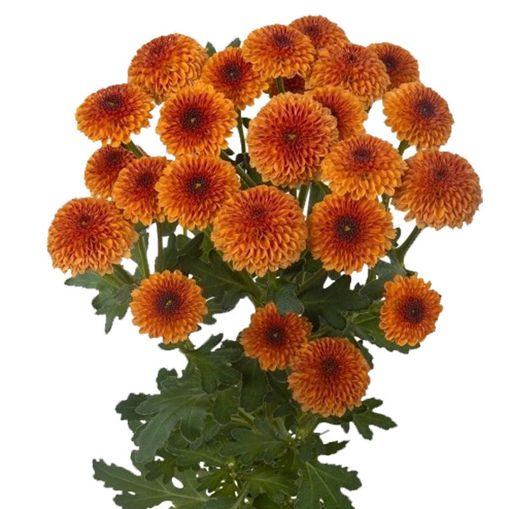Picture of Chrysant. Santini Madiba Pompom Orange