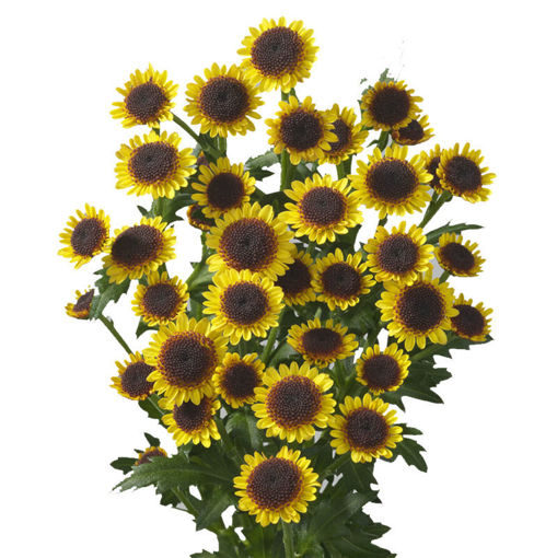 Picture of Chrysant. Santini Madiba Yellow Boka