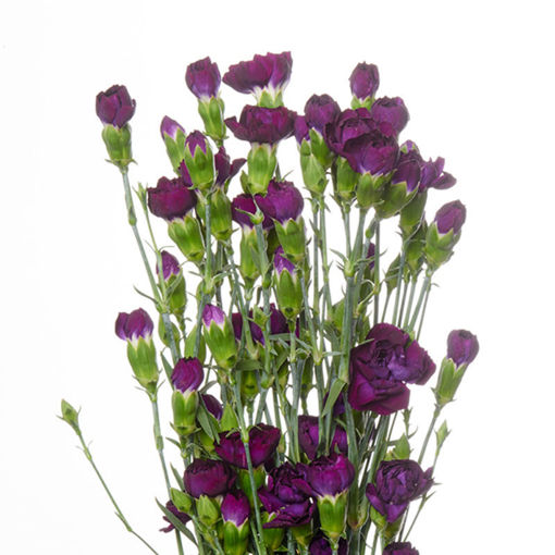 Picture of Carnation Spray Moon Velvet
