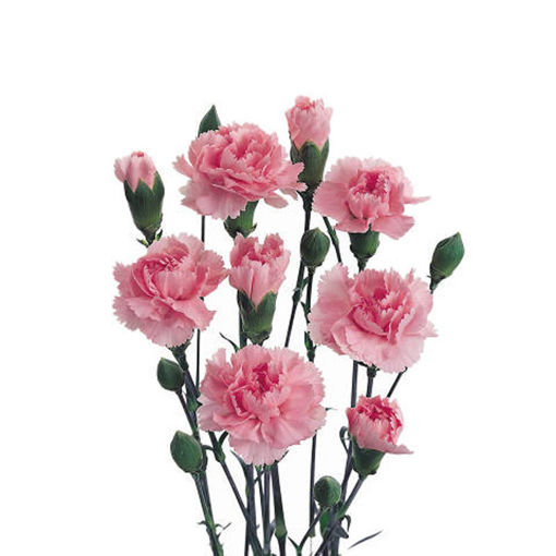 Picture of Carnation Spray Natila