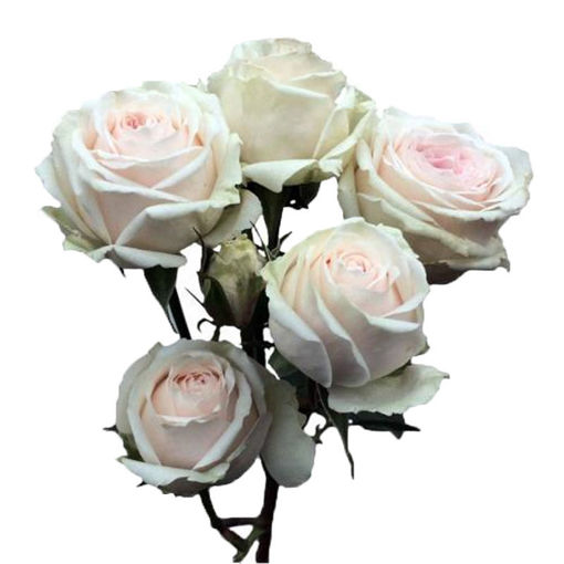 Picture of Rose Spray Exclusive Sensation