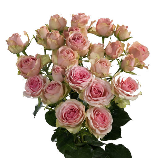 Picture of Rose Spray Dinara