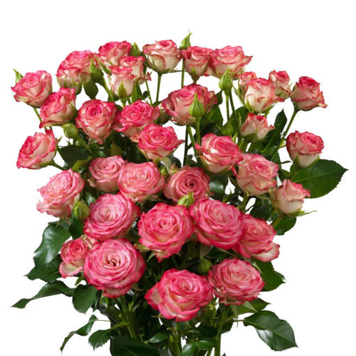Picture of Rose Spray Haley