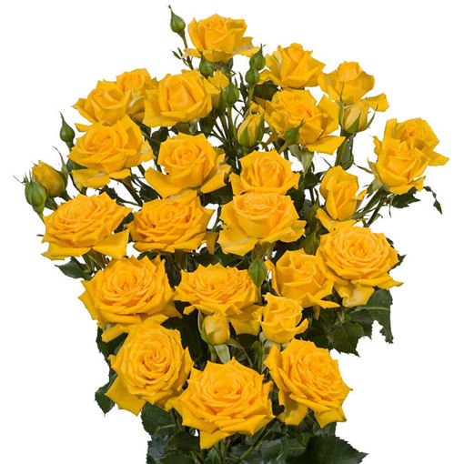 Picture of Rose Spray Mariah