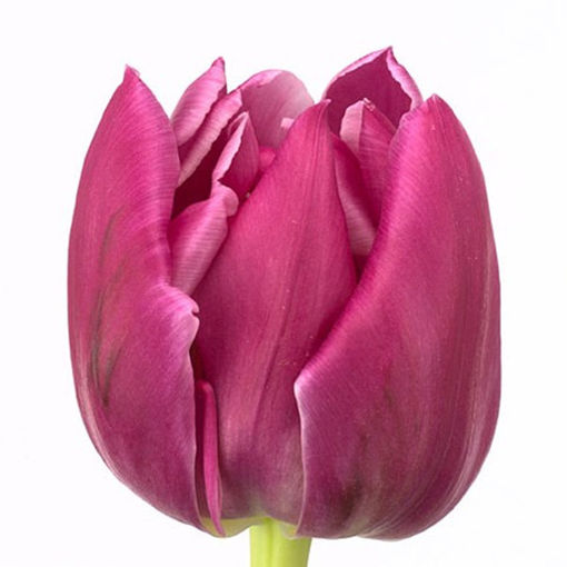 Picture of Tulip Double Princess