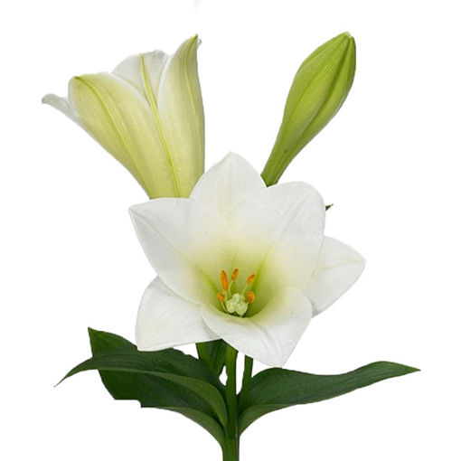 Picture of Lillium Longiflorum Watch Up