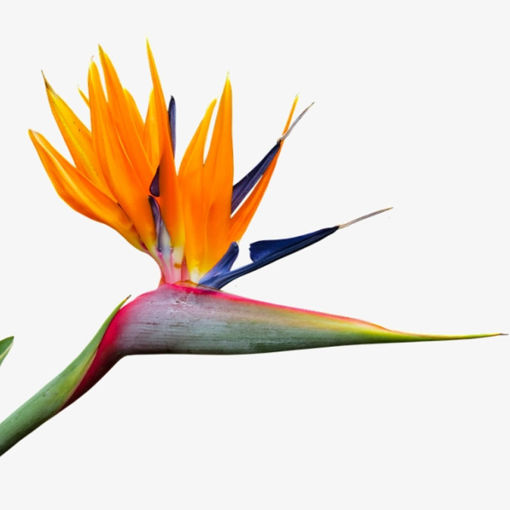 Picture of Strelizia