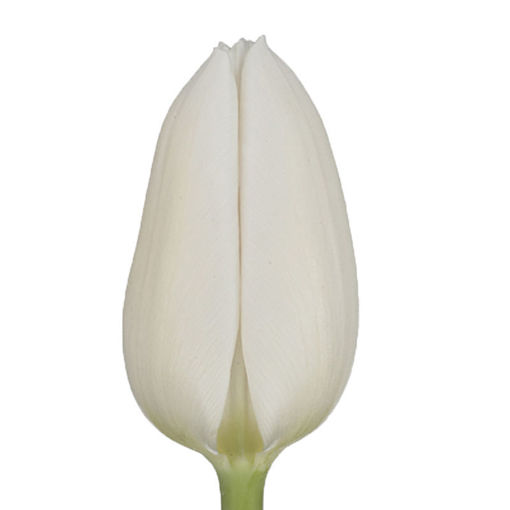 Picture of Tulip Polar Bear