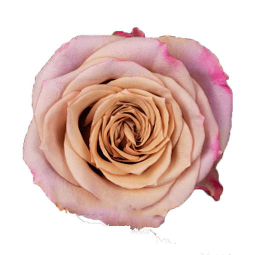 Picture of Rose Moon Dust