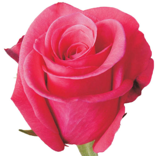 Picture of Rose Malena
