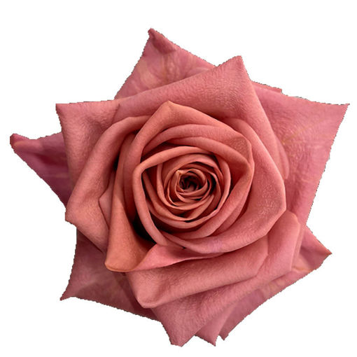 Picture of Rose Barista