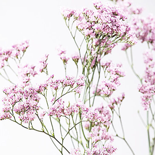 Picture of Limonium Silver Pink