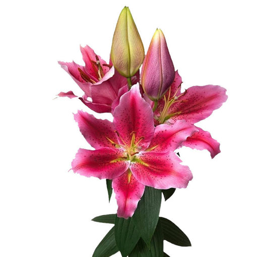 Picture of Lillium Oriental Manifesto