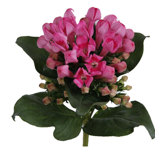 Picture of Bouvardia PInk Charm