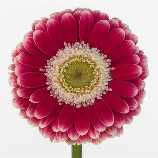 Picture of Germini Cassis