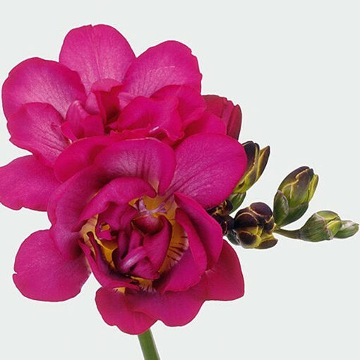 Picture of Freesia Purple Rain