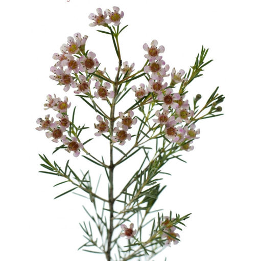 Picture of Wax Flower Romi