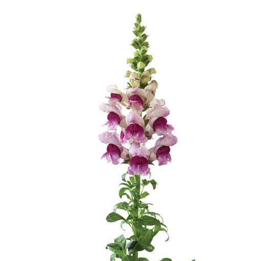 Picture of Antirrhinum Plum Blossom