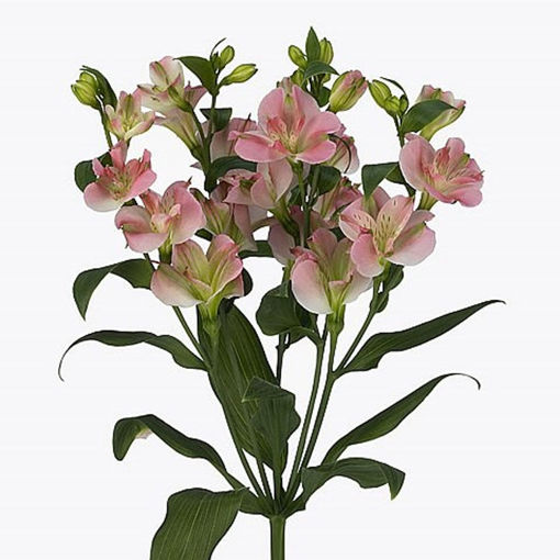 Picture of Alstroemeria Charmelia Bridesmaid