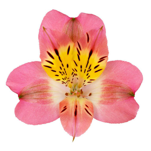 Picture of Alstroemeria Beluga