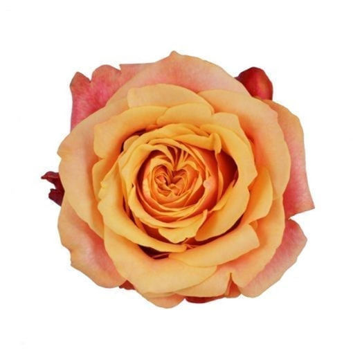 Picture of Rose Cherry Brandy