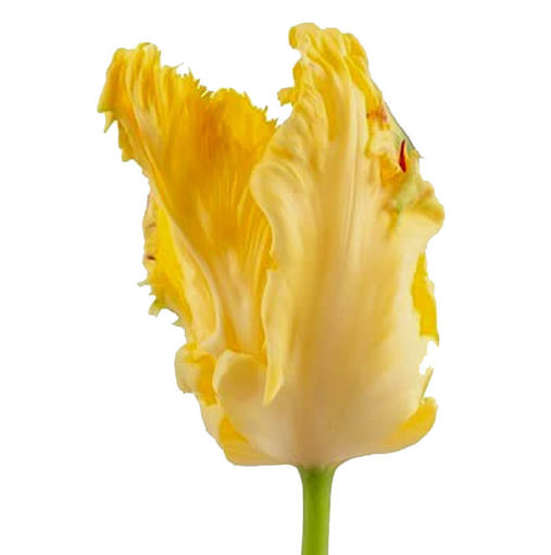Picture of Tulip Sun Parrot