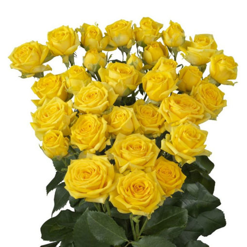Picture of Rose Spray Tarantell