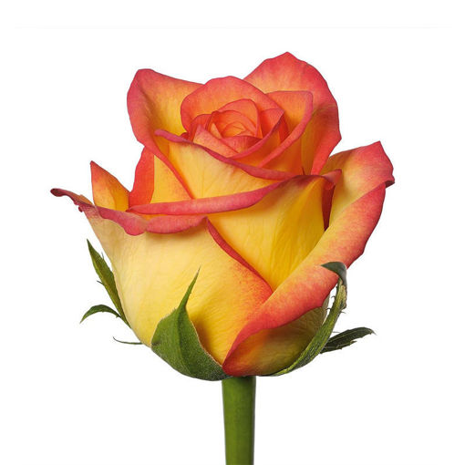 Picture of Rose Outlaw