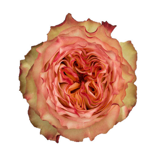 Picture of Rose Gdn Miraculous