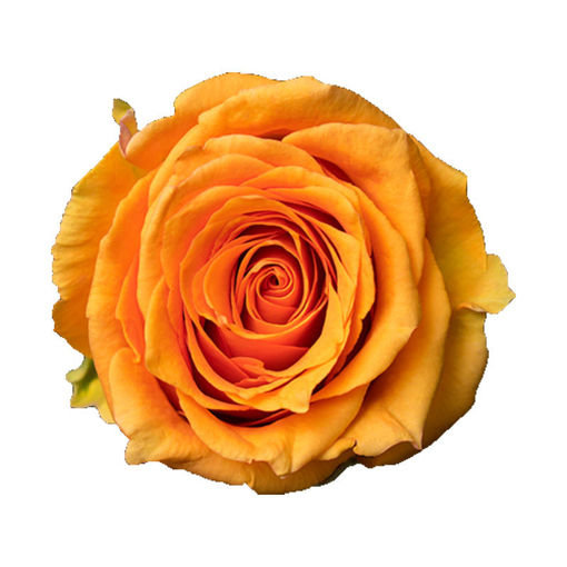 Picture of Rose Cosima