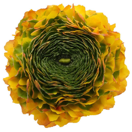 Picture of Ranunculus Clooney Merlino
