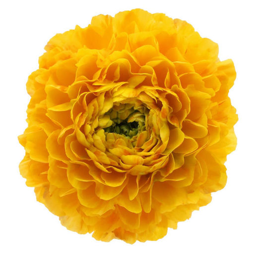 Picture of Ranunculus Clooney Luna