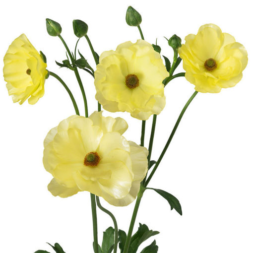 Picture of Ranunculus Butterfly Helios