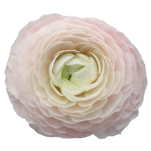 Picture of Ranunculus Clooney Hanoi