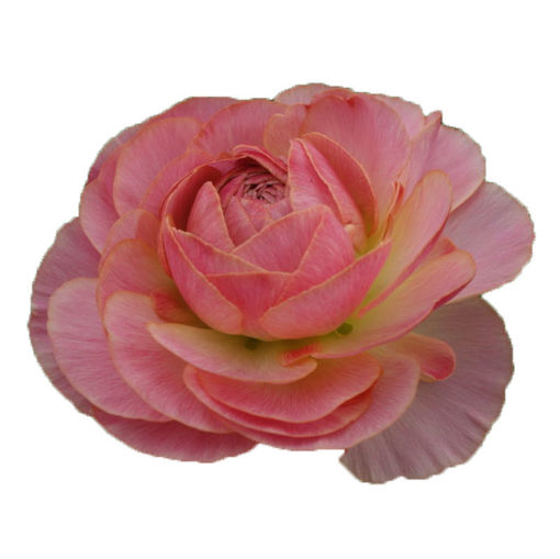 Picture of Ranunculus Romane Nahant
