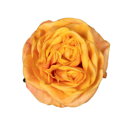 Picture of Rose Helina Orange