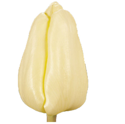 Picture of Tulip Fun For Cheers