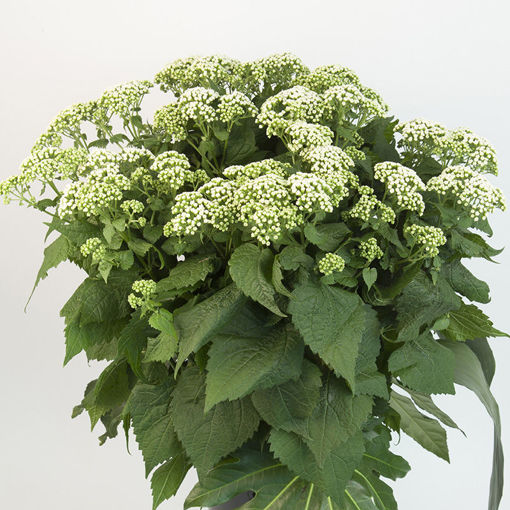 Picture of Eupatorium Braunlaub