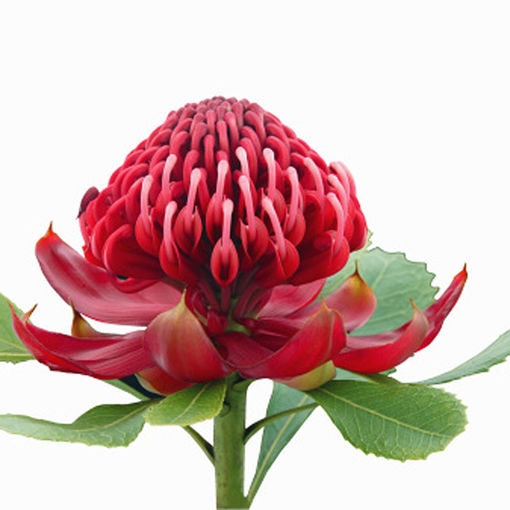 Picture of Protea Waratah