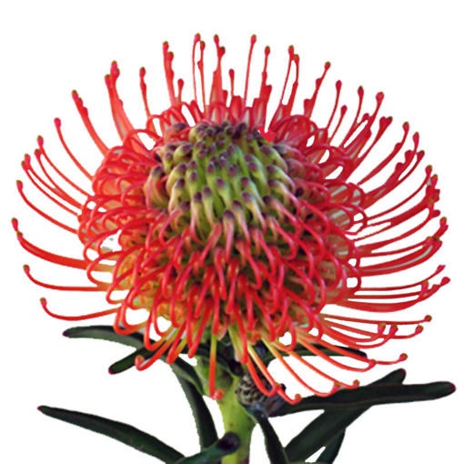 Protea Pincushion - Red