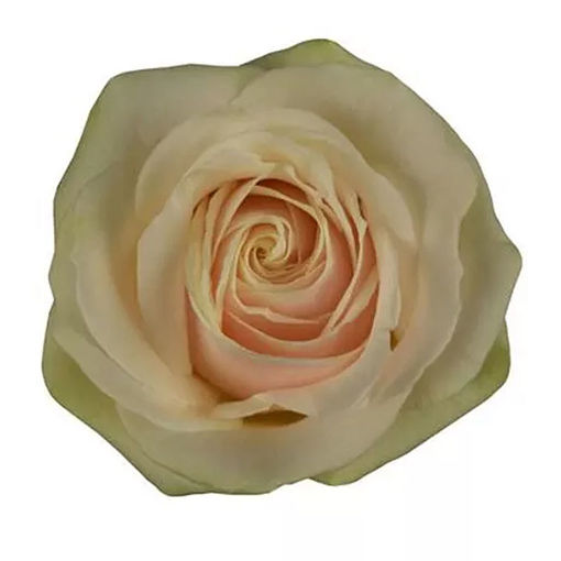 Picture of Rose Lovely Avalanche