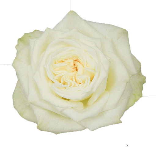 Picture of Rose Garden Juwena