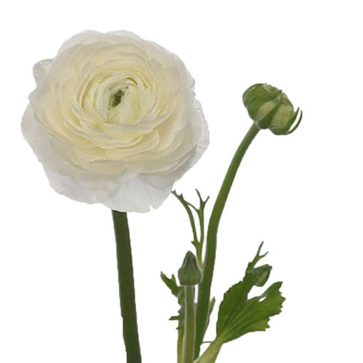 Picture of Ranunculus amadine white